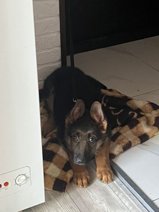 Продается щенок немецкой овчарки