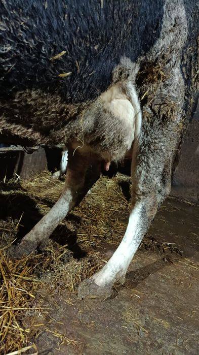 Vând vaca tânără Holstein