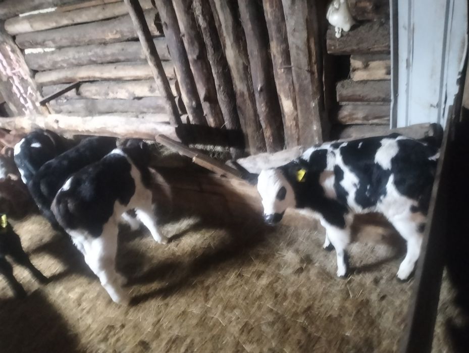 Продам телят 13голов
