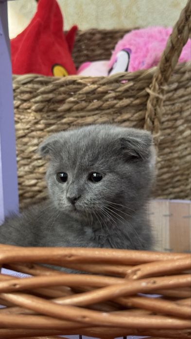 Скотиш фолд мушукча