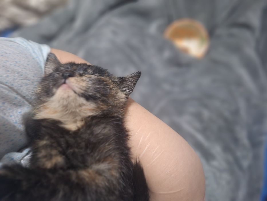 Кошечка в хорошие руки