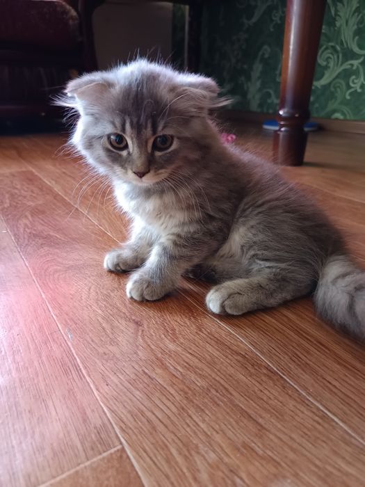 Котята пародистые