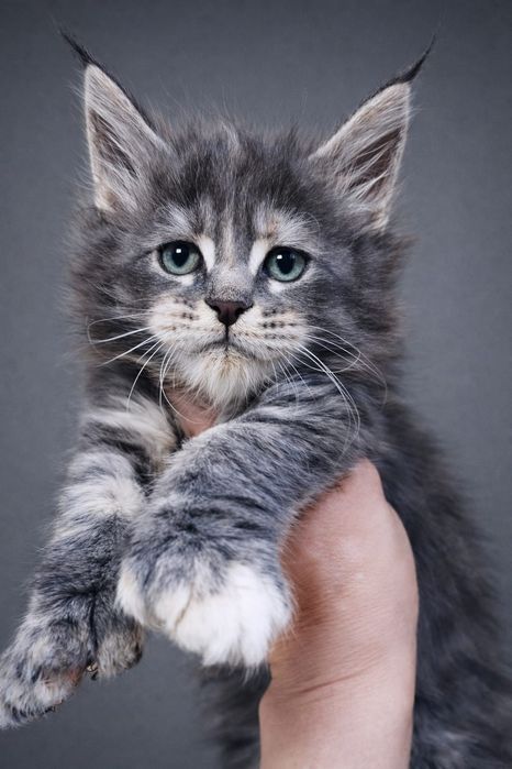 Элитные Котята Мейн-кун в Рассрочку
