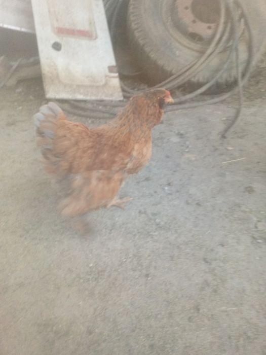 Vând ouă de incubat de brahma
