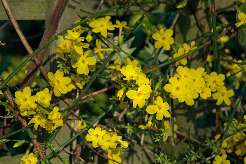 Продавам растение Зимен Жасмин (Jasminum nudiflorum)