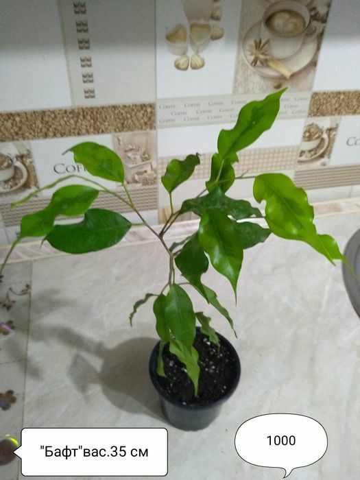 Продам Фикусы разные