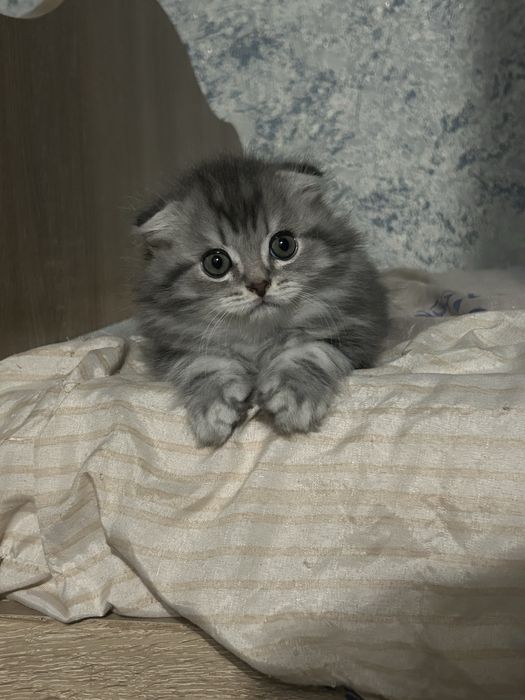 Продам котенка уральск