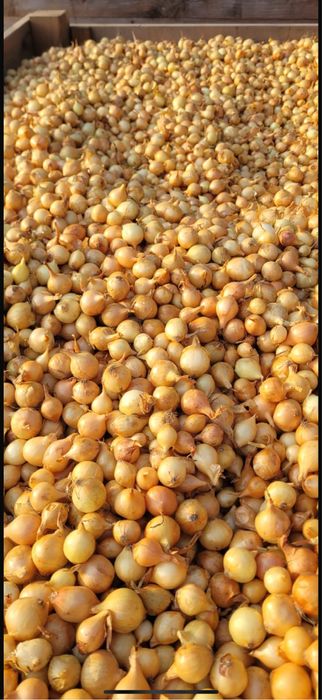 VAND ARPAGIC STUTTGARTER RIESEN 14/17 // 14/21 // 17/21 // 10/21