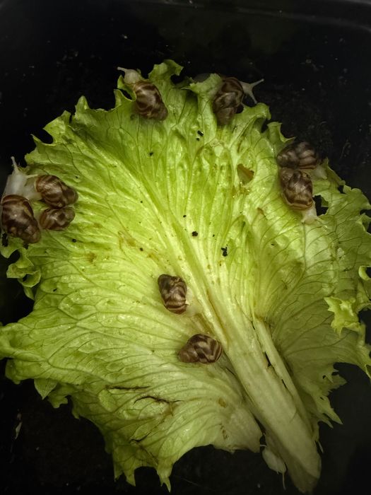 Ulitka sotiladi parodasi bzlmagan