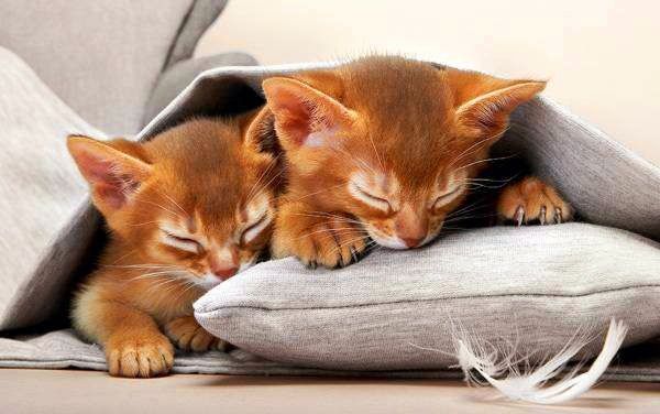 Абиссинские Котята. ДОСТАВКА