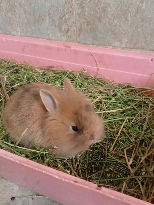 Продаю кроликов,