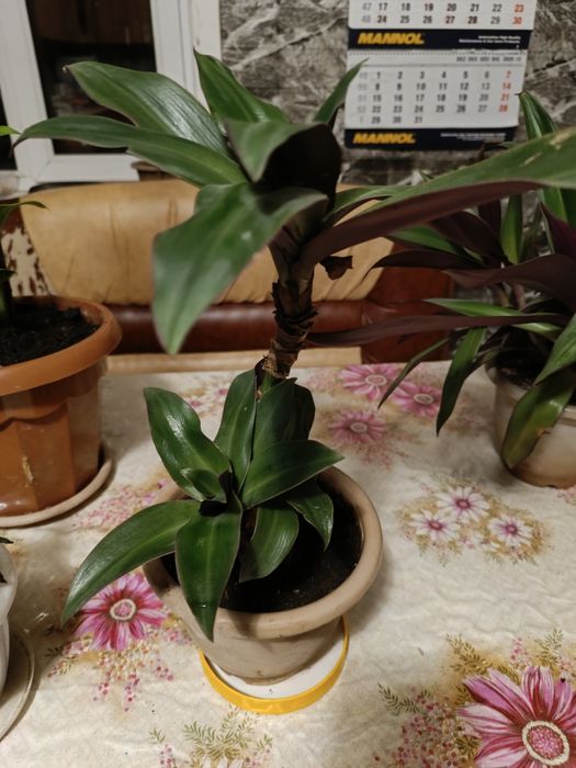 Продам комнатные растения