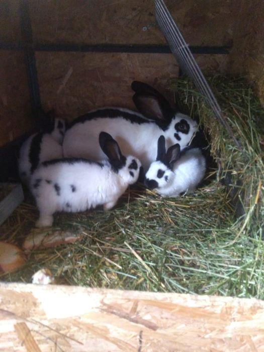 Iepure de rasa de vânzare