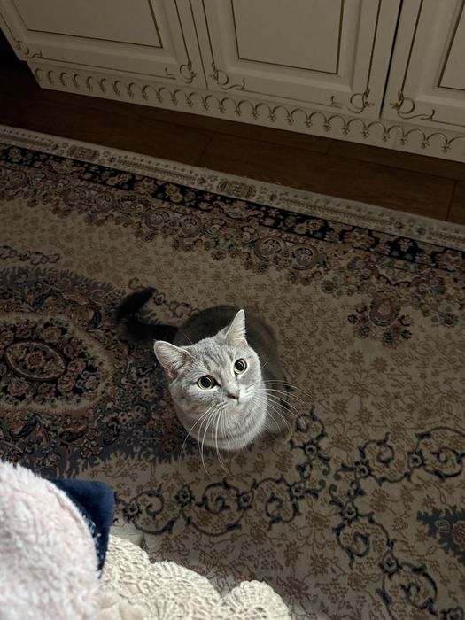 Шотландская кошка