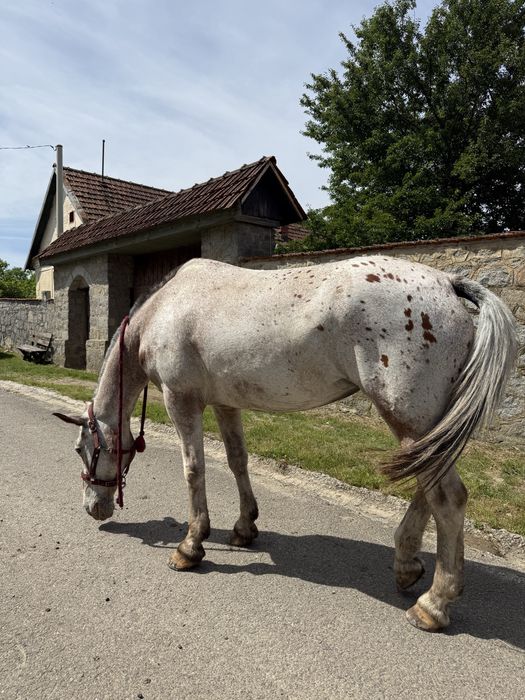 Iapă Appaloosa de vânzare – 9 ani, cal de călărie