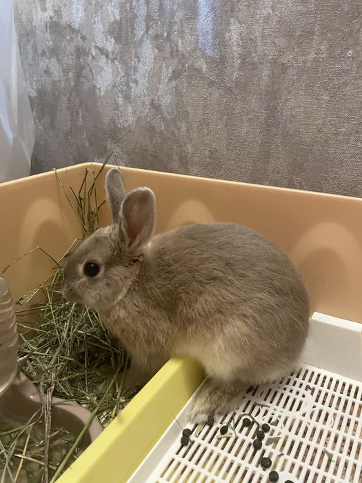 Продам кролика декоративного