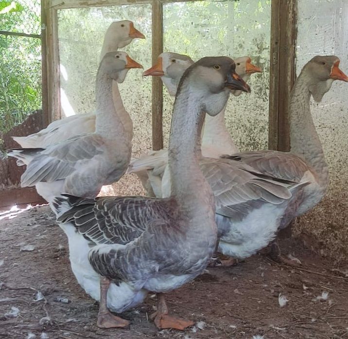 Продам гусей Холмогоров