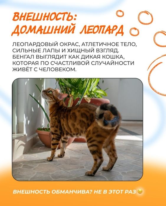 Элитные бенгалы: дикая грация в вашем доме.