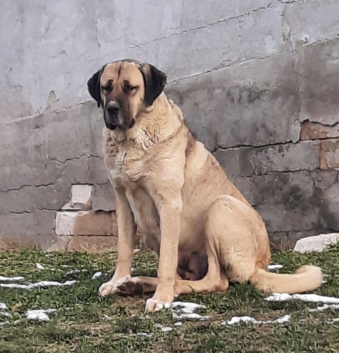 Femela Malakli 4 ani