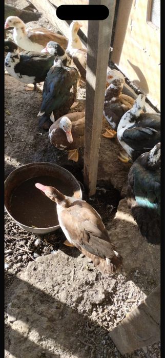 Продам индоуток.