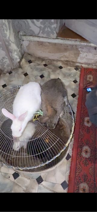 quyonlar bor harxil porodoli kelishilgan narxda beramiz