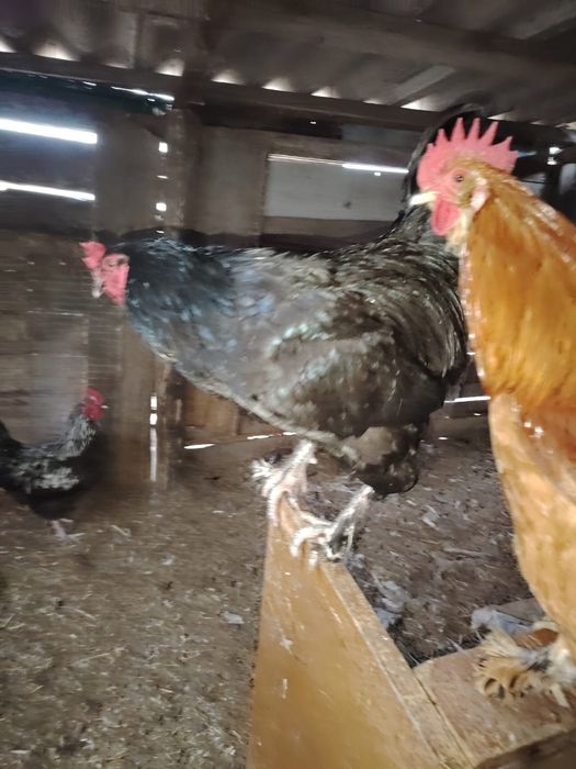 Продам молодых петухов