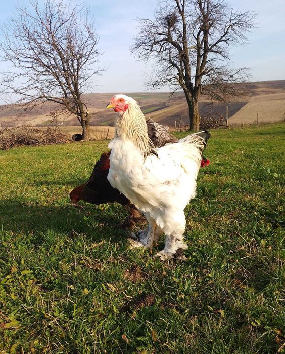 Cocosi Brahma tineret