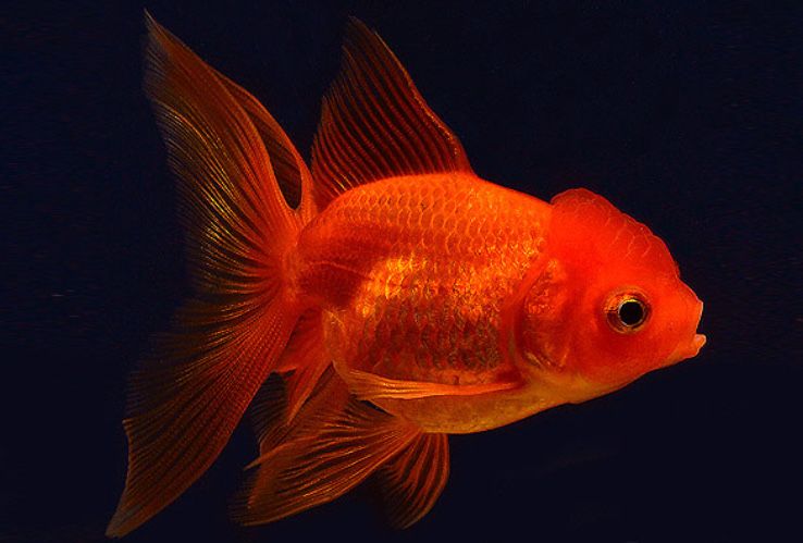 Аквариуные рыбки, оборудование оптом и в розницу