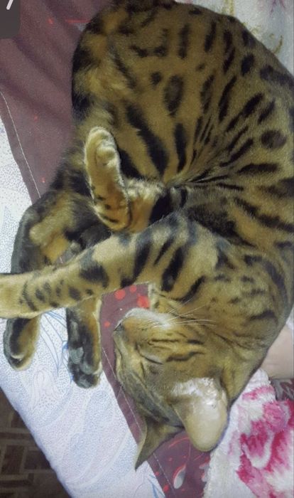 Кошка Бенгальская