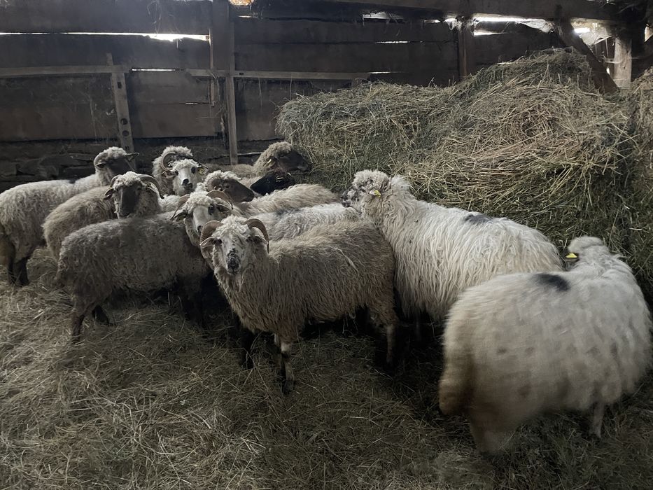 Oi tinere de vânzare!