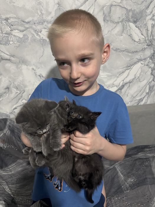 Отдам котят в добрые руки!