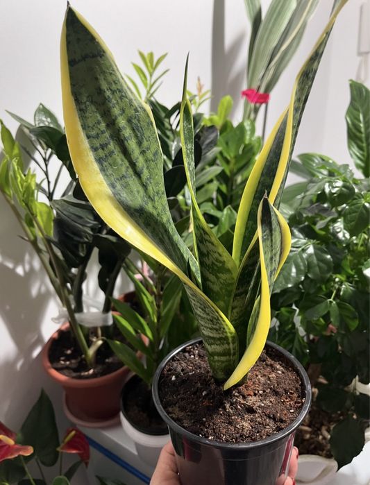 Комнатные растения