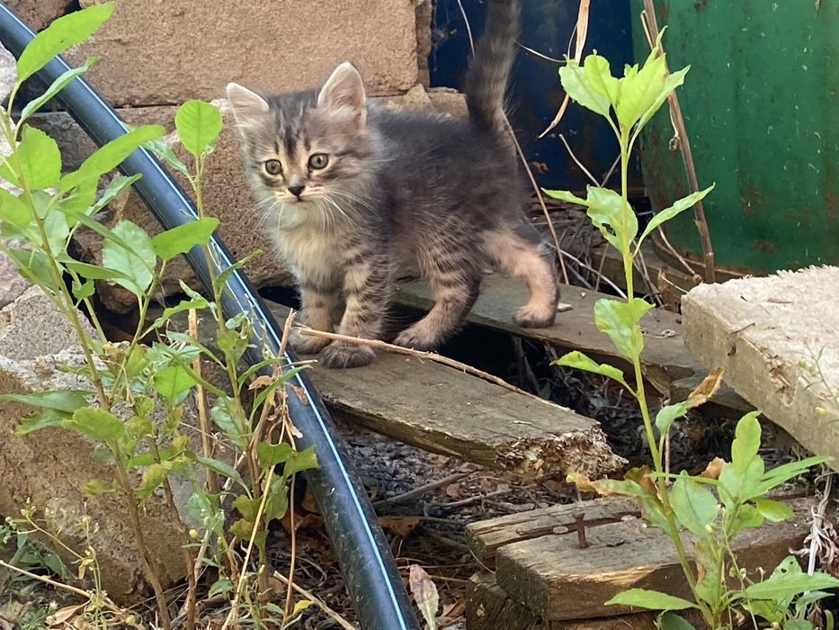 Котята 3 месяца