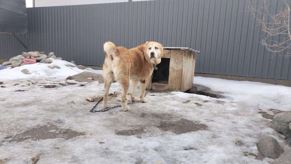 Шеньки Алабай  2 месяца