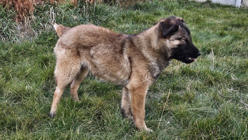 Това прекрасно момче търси дом. На около 6 мес. Намира се в София.