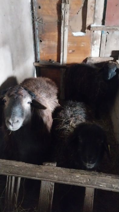 Продам қой молодняк