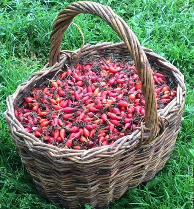 Сироп шиповника, холосас