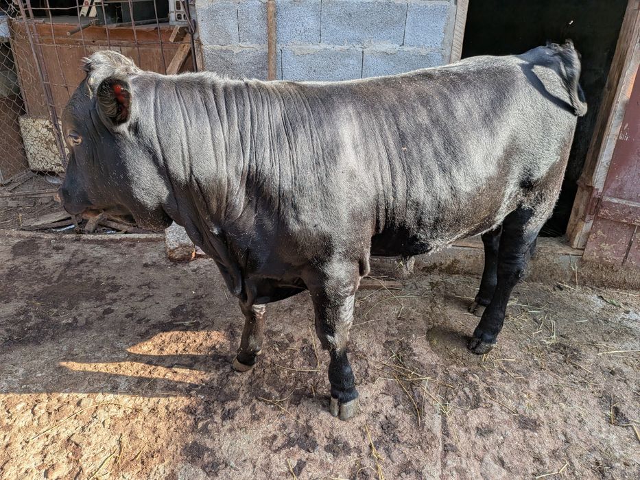 Vacă gestantă și taur