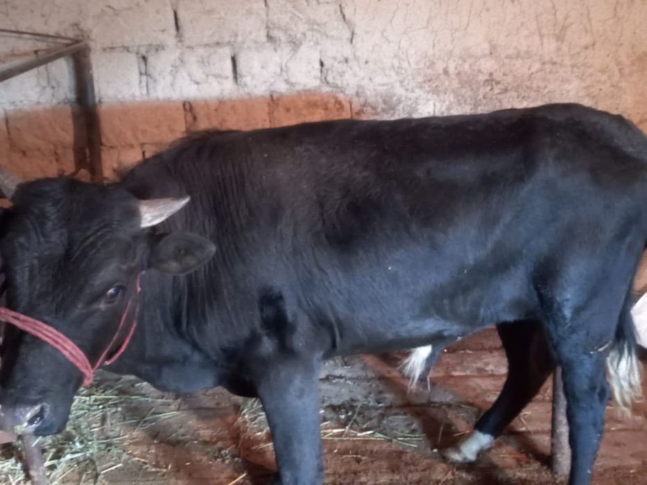 Тез арада сатылымда Бұқалар.