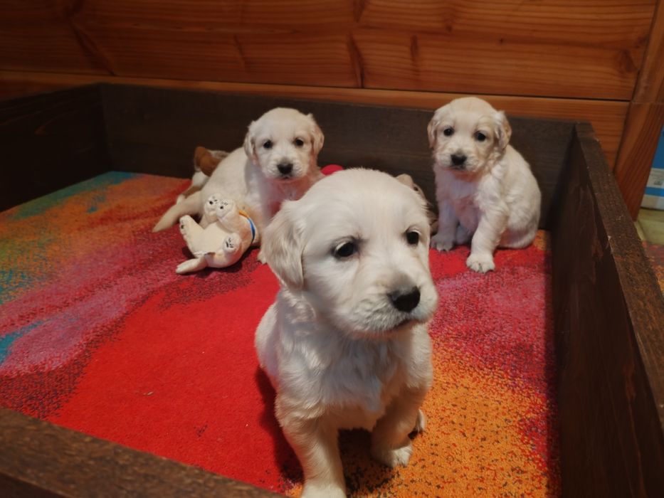 Голдън  ретривър