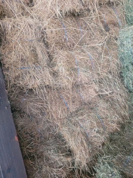 Vând baloți de lucernă