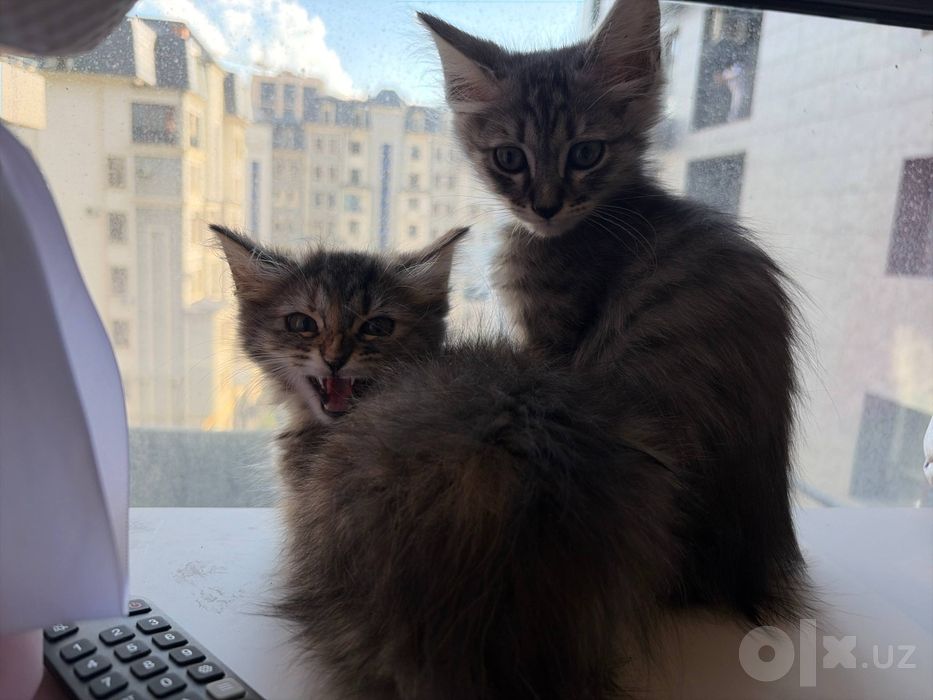 Котята шатландские