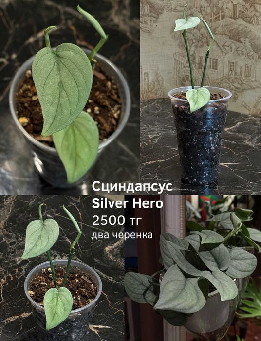 Сциндапсус silver hero два роста в стакане 2500 тг.