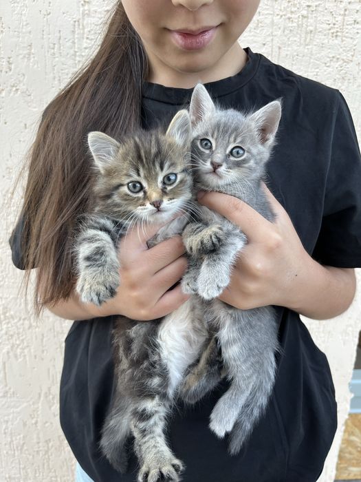 Отдам котят в добрые руки