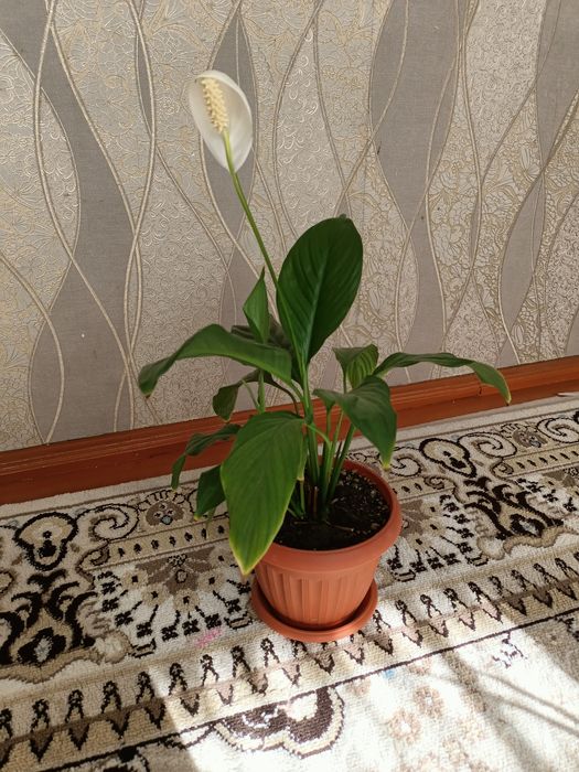 .Цветы домашные.