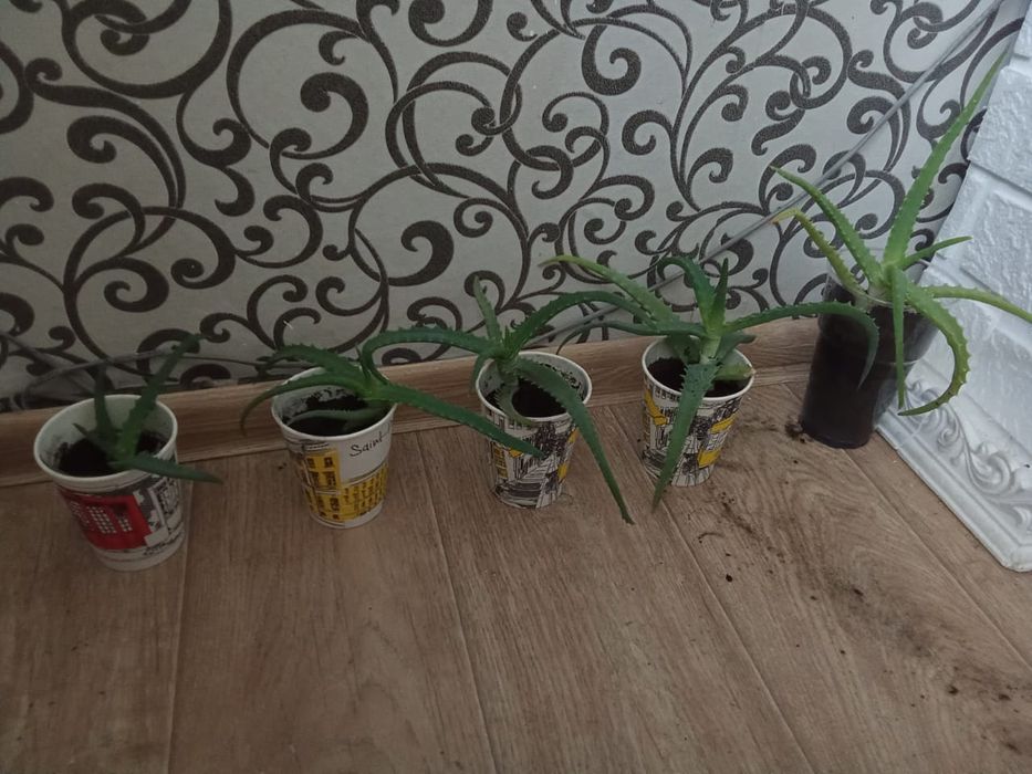 Продам алоэ лечебный
