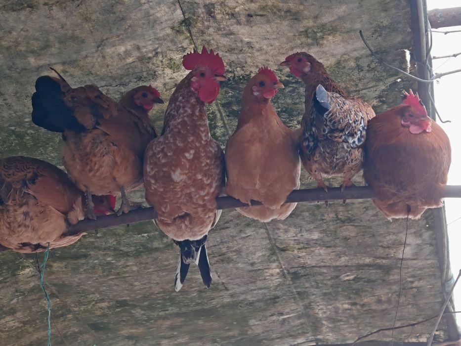 Oua de găini pitice