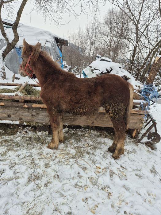 Vând manz de 6 luni