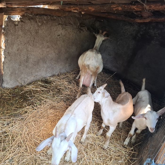 Vând 2 țapi din primăvară, de rasă