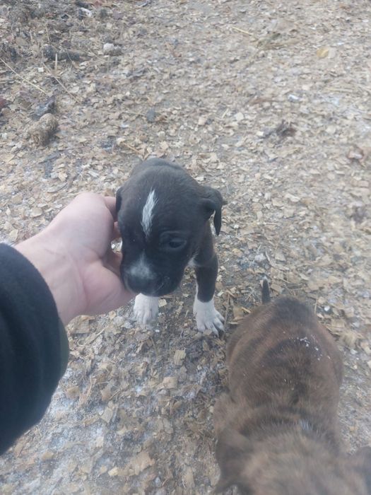 Продам щенков дешево